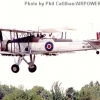 YAF-FI-FaireySFish-7