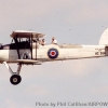 YAF-FI-FaireySFish-6